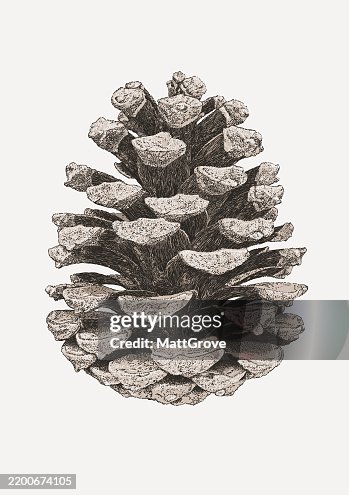 Giant Pine Cone Cedar Cone Giant Pine Cone Cedar Cone