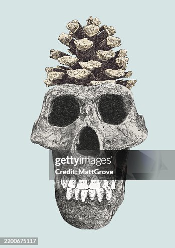 Pinecone and Neandertal Human Skull Pinecone and Neandertal Human Skull