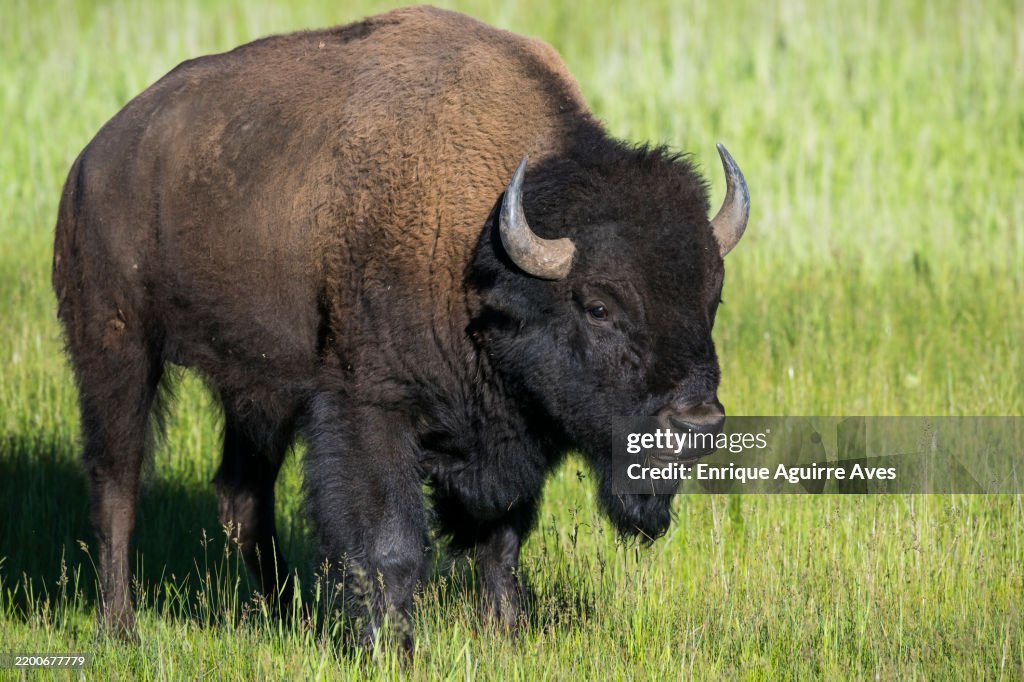 Bison (Bison bison)