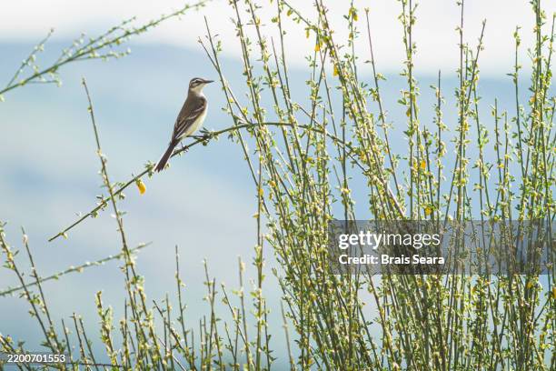 western yellow wagtail perched on a branch among spring shrubs. - wagtail stock pictures, royalty-free photos & images