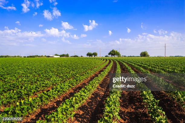 green cotton field against blue sky - cotton plant green stock pictures, royalty-free photos & images