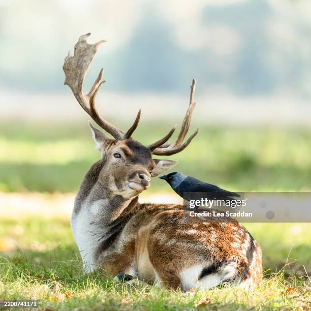 fallow deer and jackdaw - bushy park london stock pictures, royalty-free photos & images