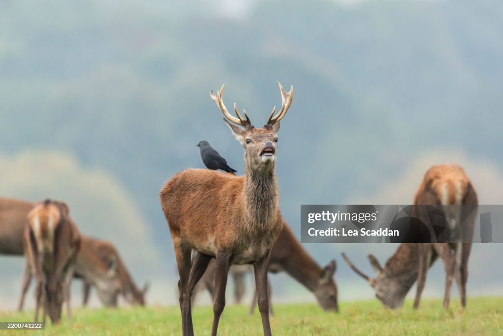Red deer and Jackdaw5