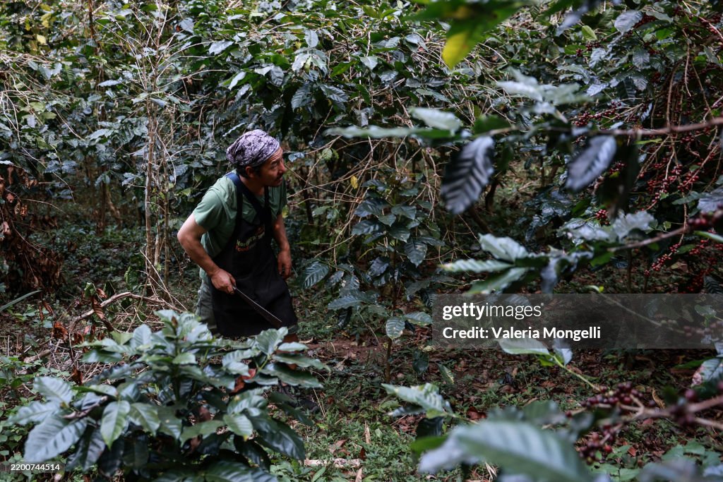 Karen Farmers Cultivate Sustainable Arabica Coffee