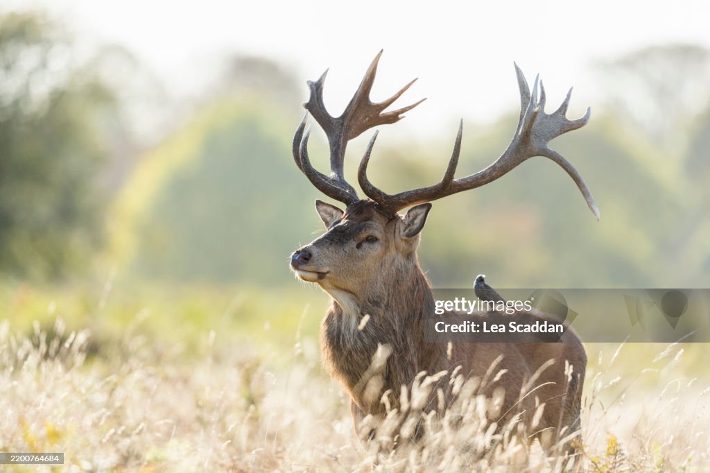 Red deer with a starling on its back