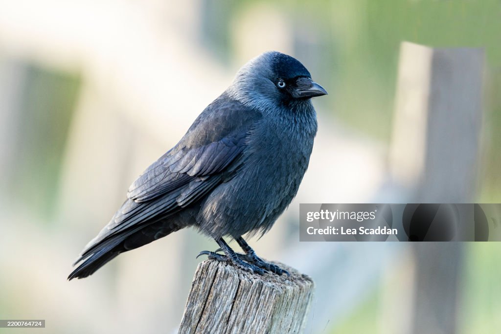 Jackdaw