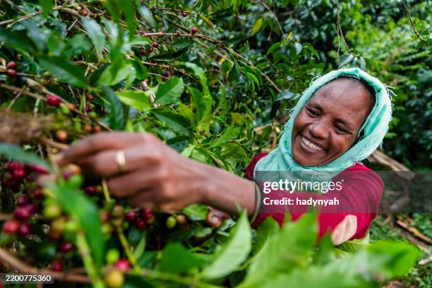 afrikanische frau sammelt kaffeekirschen, ostafrika - horn von afrika stock-fotos und bilder