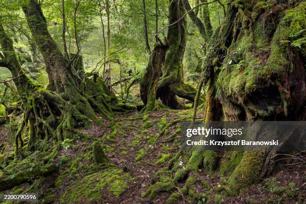 ancient forest, world heritage site, yakushima island, japan - wet stock pictures, royalty-free photos & images