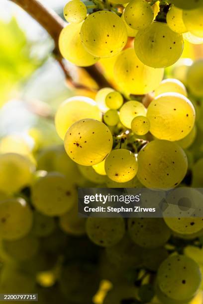 close up sunlight illuminating translucent green grapes growing on grapevine - grape stock pictures, royalty-free photos & images