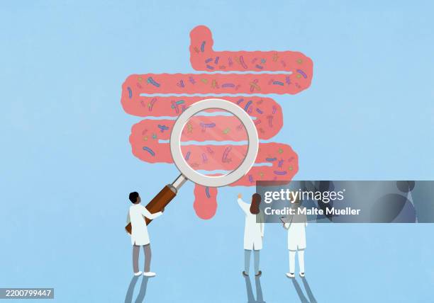 ilustraciones, imágenes clip art, dibujos animados e iconos de stock de scientists with magnifying glass examining bacteria in intestines - demasiado grande ilustraciones de stock