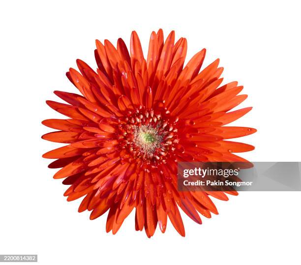 red gerbera flower blossom, close up details isolated on white background, save clipping path. - gerbera daisy stock pictures, royalty-free photos & images