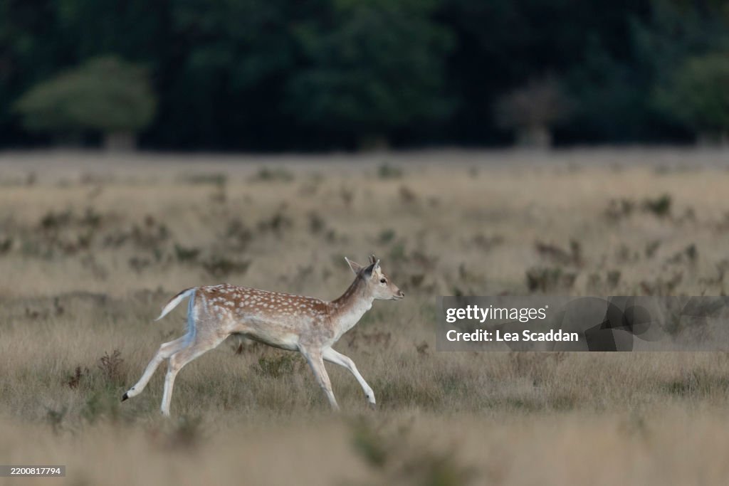 Fallow deer