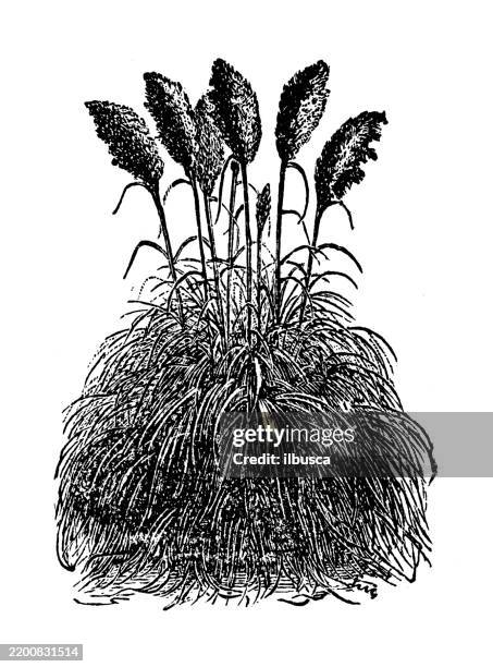 pampas grass - pampas grass stock illustrations