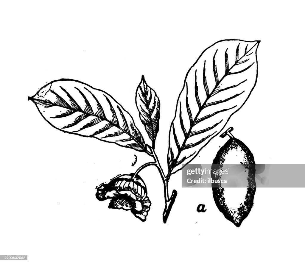 Papaw, Asimina triloba