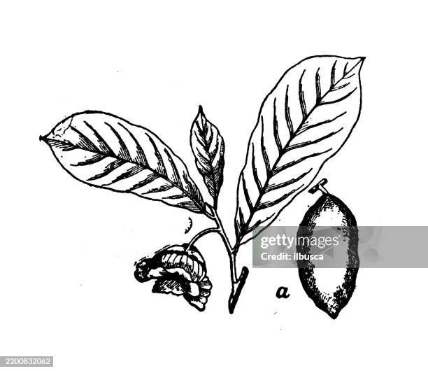 papaw, asimina triloba - asimina triloba stock illustrations