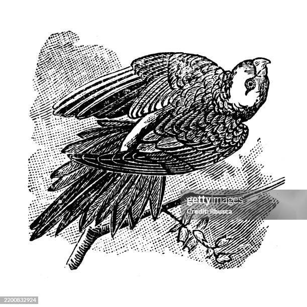 carolina parrakeet - carolina parakeet stock illustrations