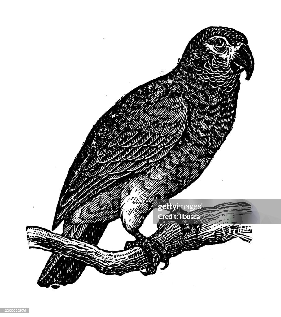 Gray Parrot, Psittacus erithacus