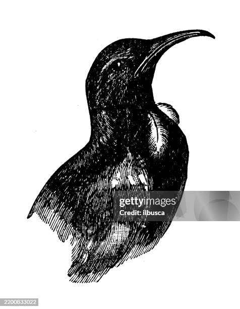 parson bird - tui bird stock illustrations