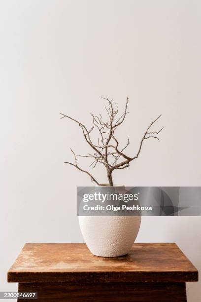 an elegant minimalist composition featuring a white ceramic vase with a twisted dried branch - vaso da fiori foto e immagini stock