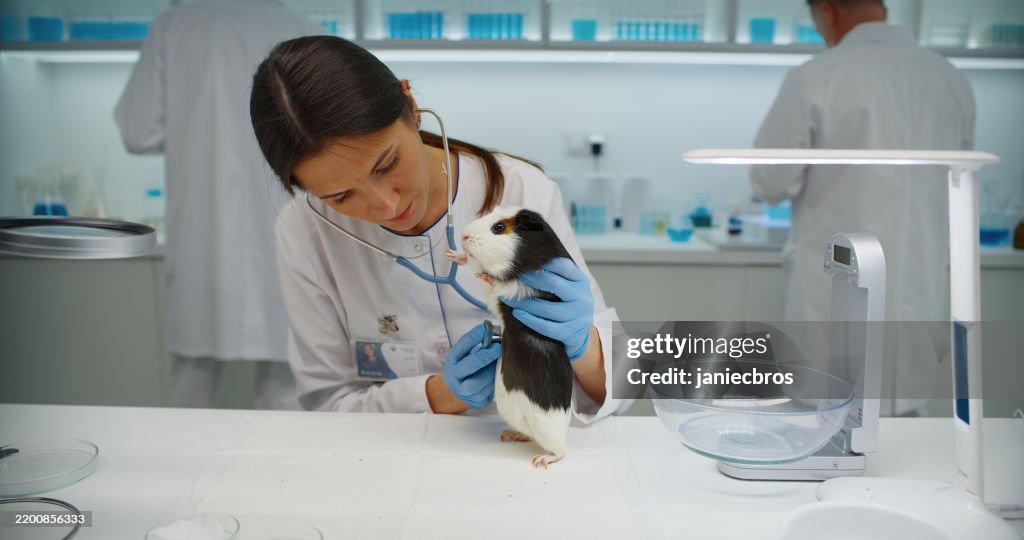Female veterinarian listens to the guinea pig's heart and lungs with a stethoscope