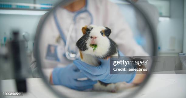 super cute and funny guinea pig is being hold by female doctor's hand while eating favorite green dill after medical treatment, finishing leaf - zoologia imagens e fotografias de stock