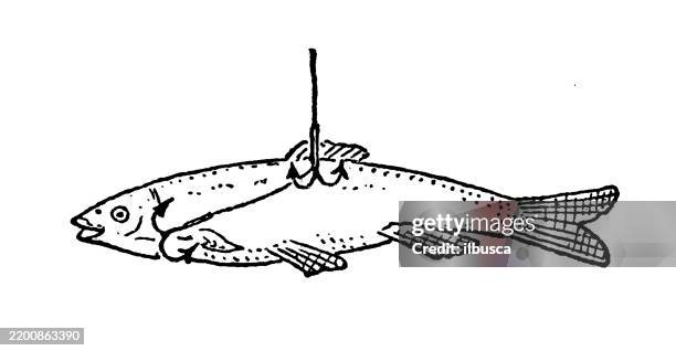baiting a paternoster fish - fishing bait stock illustrations