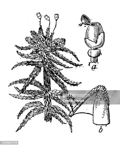 peat moss, sphagnum cymbifolium - peat stock illustrations