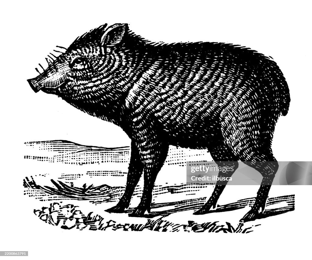 Collared peccary