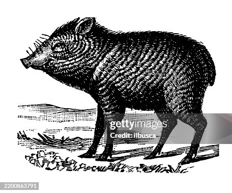Collared peccary Collared peccary