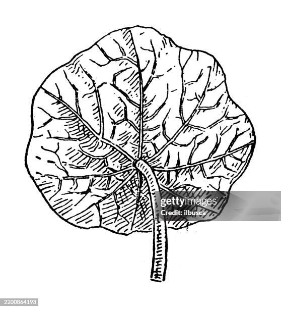 nasturtium leaf - watercress stock illustrations