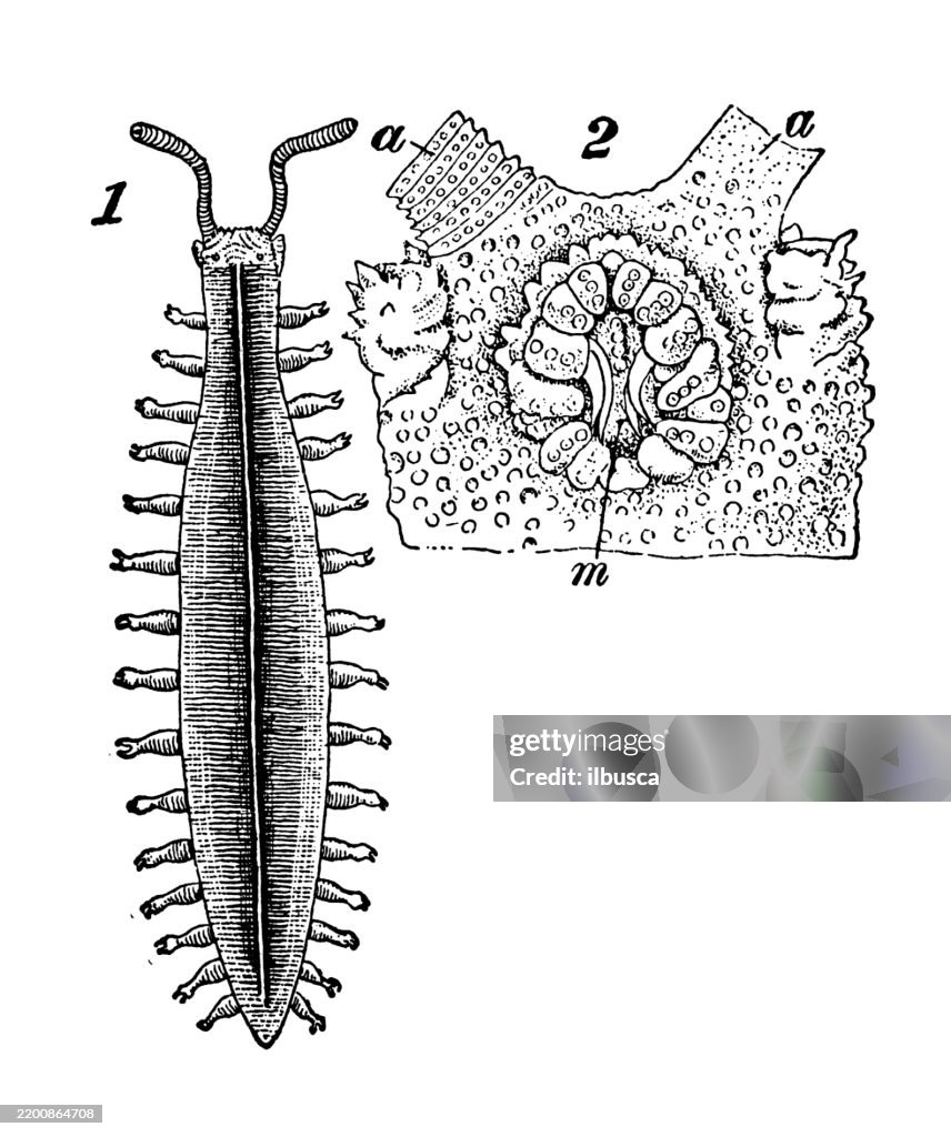 Peripatus novaezealandiae, Peripatus edwardsi
