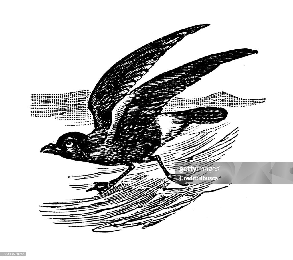 Storm Petrel, Procellaria pelagica