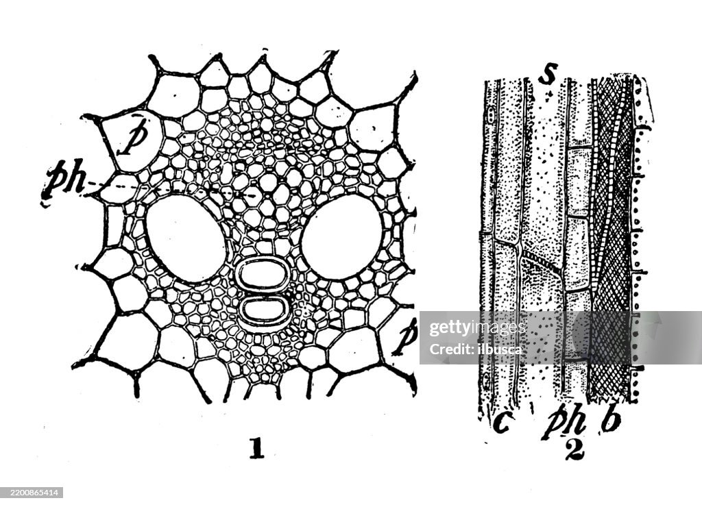 Phloem, Sugar Cane, Saccharum officinarum