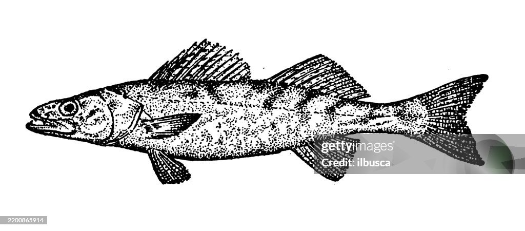 Pike perch, Walleye, Stizostedion vitreum