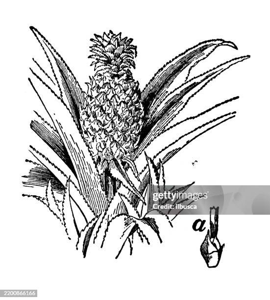 pineapple, ananas sativa - pineapple leaf stock illustrations