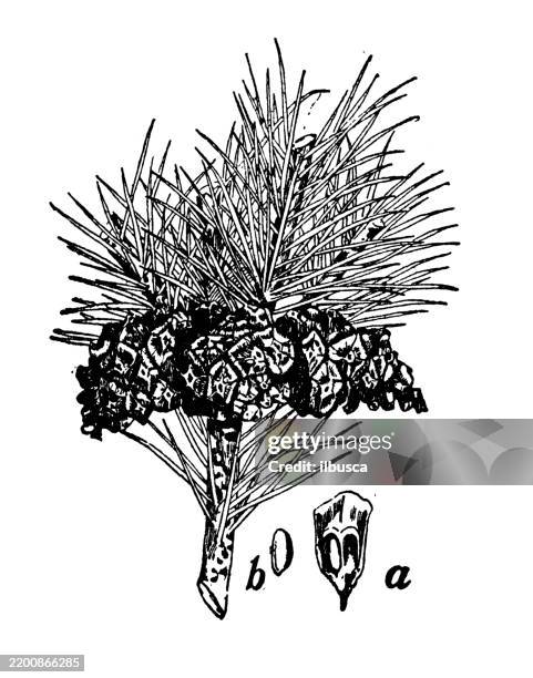 pinon or fremont's pine, pinus monophylla - pinus monophylla stock illustrations
