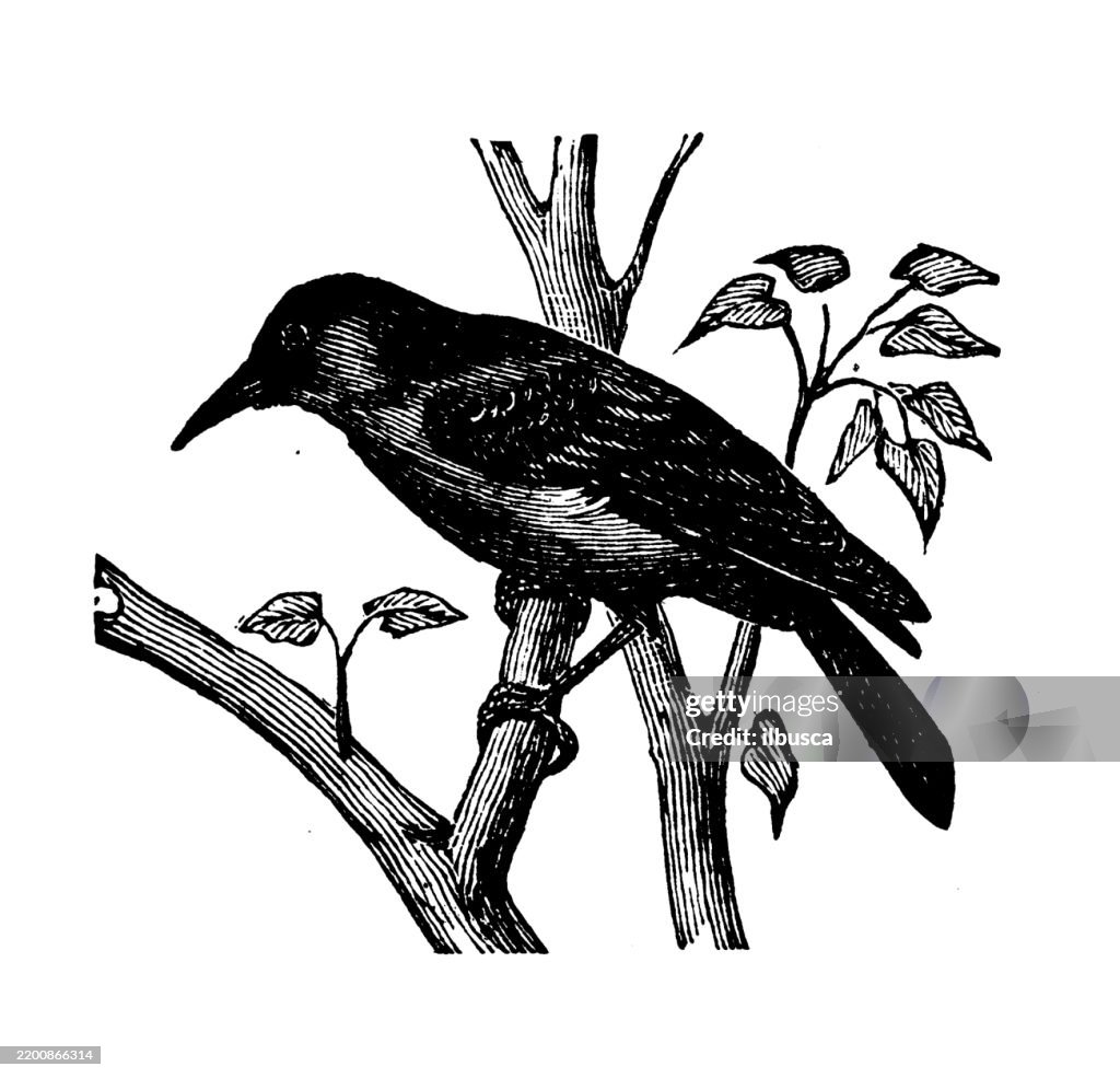 Pinon-jay
