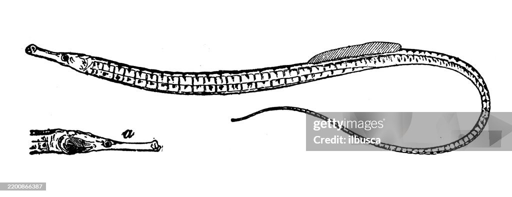 Ocean Pipefish, Syngnathus aequoreus