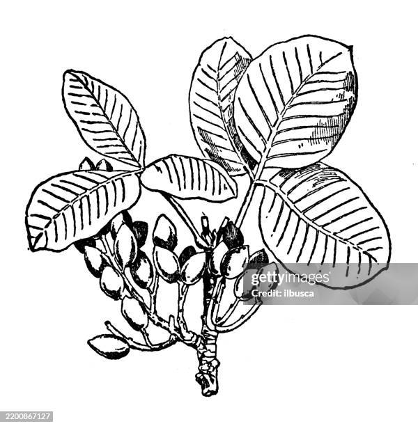 pistazienbaum, pistacia vera - pistazie stock-grafiken, -clipart, -cartoons und -symbole