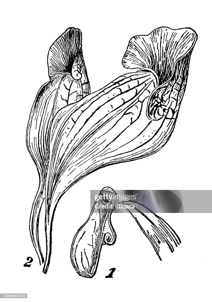 Pitcher plants, Nepenthes distillatoria, Sarracenia purpurea