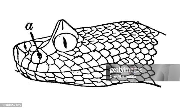 pit viper, american horned rattlesnake, crotalus cerastes - sidewinder rattlesnake stock illustrations