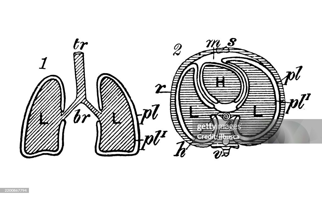 Pleura