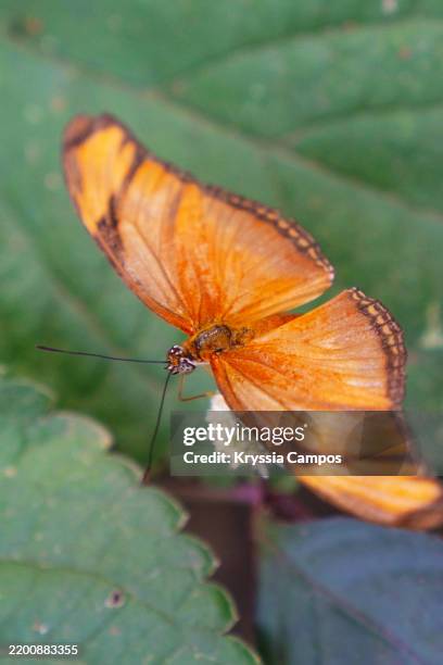 Problems Inn Costa Rica 8,271 Environmental Issues In Costa Rica Stock Photos, High-Res ...