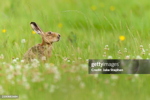 brown hare eating long grass - hare bildbanksfoton och bilder
