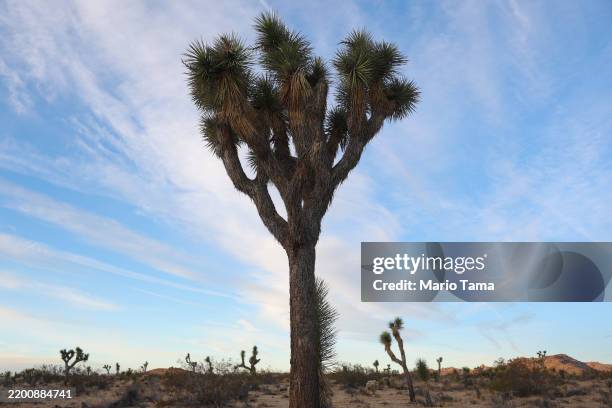Joshua trees stand after sunrise in Joshua Tree National Park on February 20, 2025 near Joshua Tree, California. Roughly 1,000 probationary National...