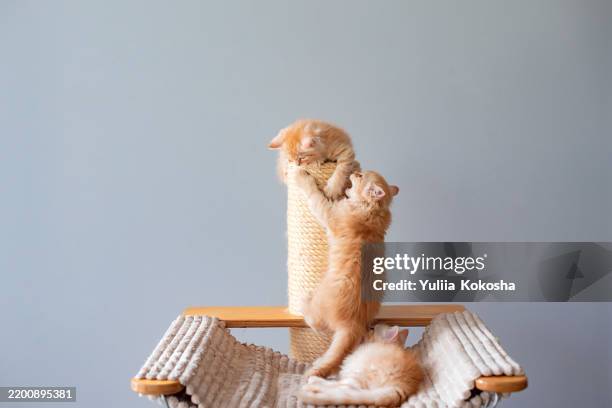 Kitten Scratching 1,189 Cat Scratching Stock Photos, High-Res Pictures, and Images ...