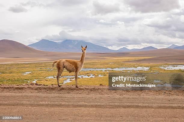 vicuna standing on rugged landscape in front of andes mountains - vicuna stock pictures, royalty-free photos & images