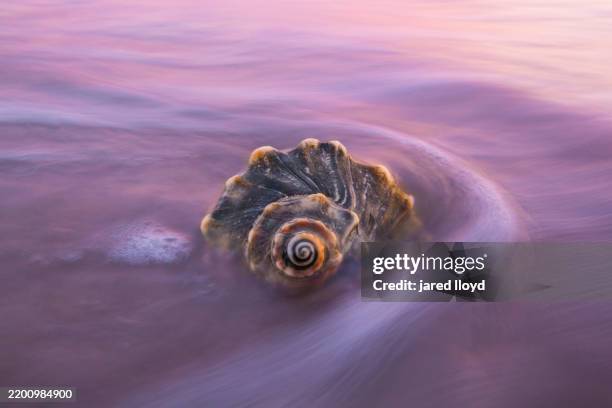 knobbed whelk shell with wave retreating at sunset on the beach - seashell closeup stock pictures, royalty-free photos & images