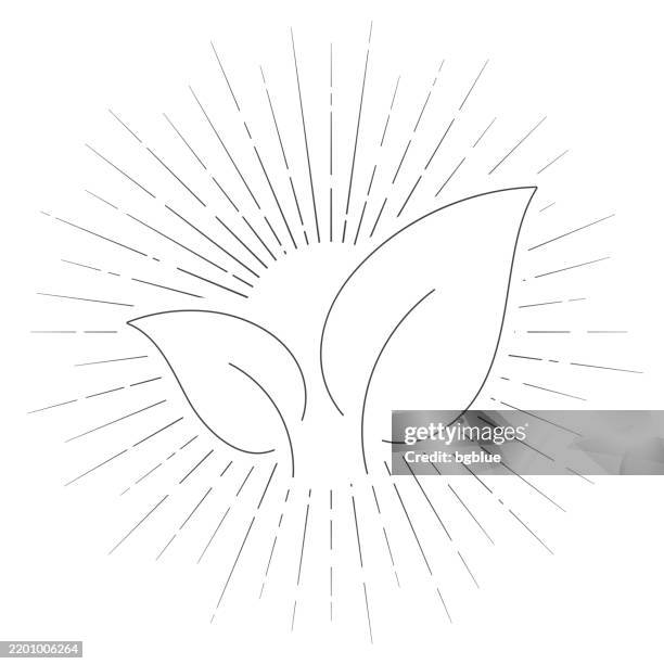 tea leaf. line icon with sunbursts on white background - tea leaf white background stock illustrations