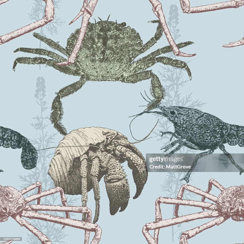 Crab Lobster Spider crab Hermit crab Repeat